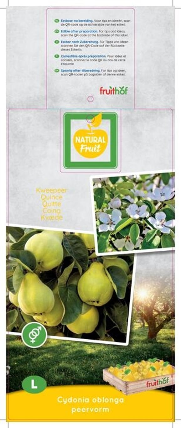 Cydonia oblonga - C7,5